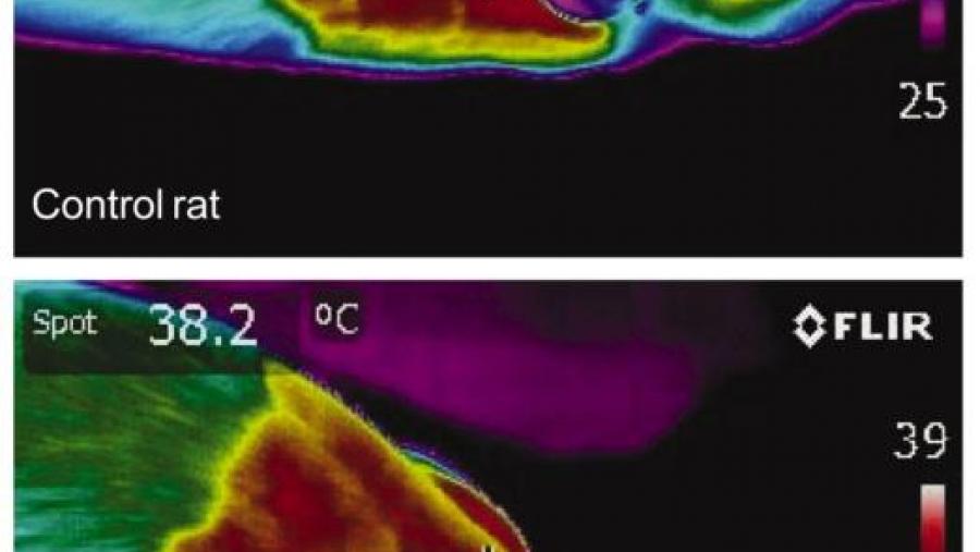 Cunha cámara térmica móstrase o efecto da administración central de BMP8B sobre a temperatura do tecido adiposo pardo en ratas. A rata tratada con BMP8B ten maior temperatura nesta zona, o que indica...