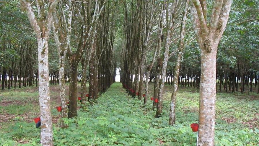 Plantación de caucho natural () na Orinoquia colombiana