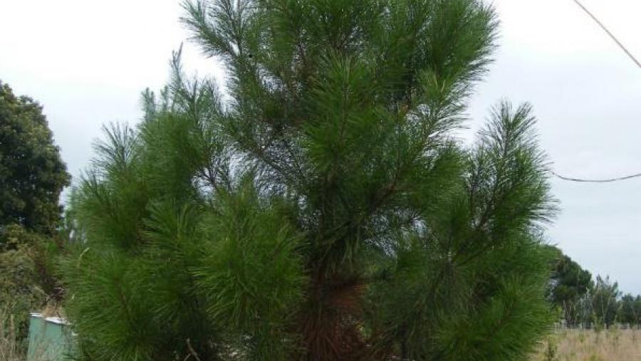 Experiencia de plantación de piñeiro insigne en grandes contenedores con fertilización de lodos de depuradora para avaliar ol lavado de nutrientes e metais pesados