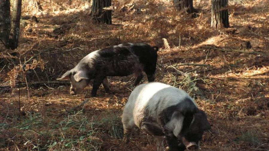 Exemplares de porco celta criados no monte en réxime extensivo