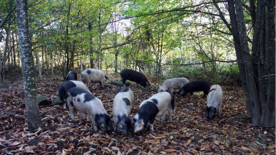 Unha manada de porcos celtas nun bosque, en réxime de liberdade