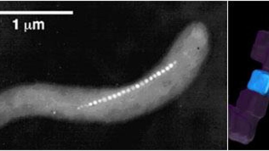 Bacteria vista ao microscopio e representación 3D dunha cadea das partículas cúbicas utilizadas polos investigadores