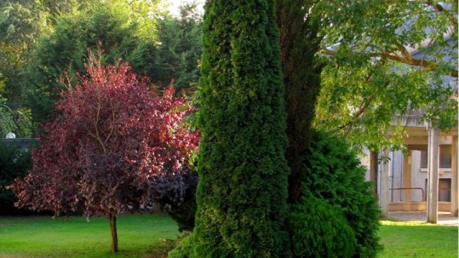 Exemplar de thuja occidental que se atopa no campus de Lugo