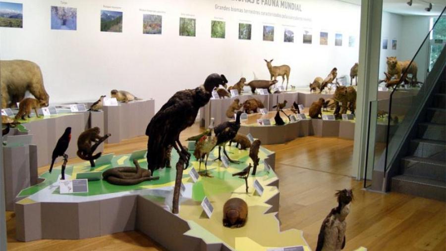 A Asociación de Amigos do Museo de Historia Natural da USC celebra esta tarde a súa asemblea constituínte
