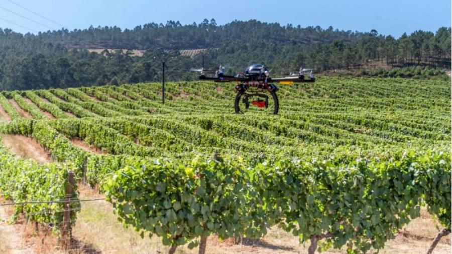 Un dron voa un viñedo na zona do Rosal