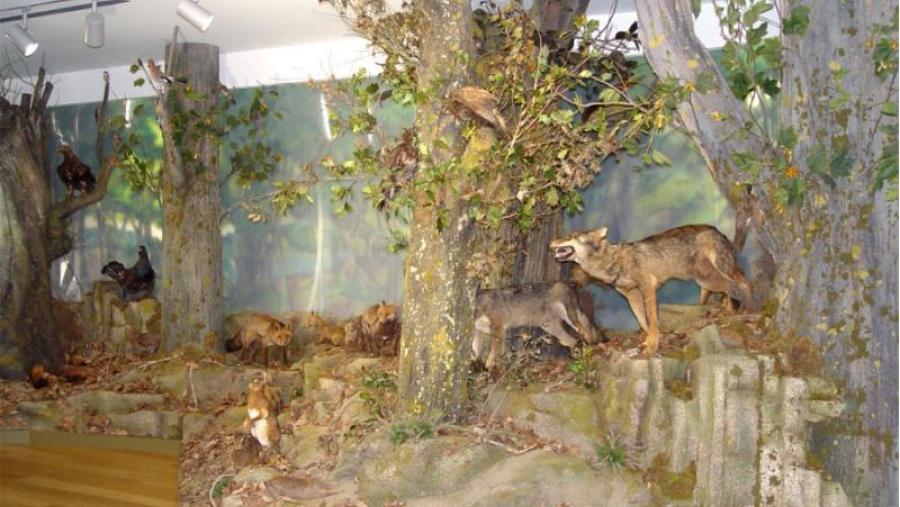 O Museo de Historia Natural convida a unha visita no seu terceiro aniversario 