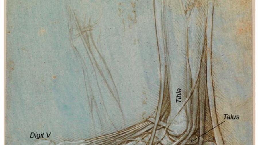 Debuxo do pé dun oso de Leonardo da Vinci